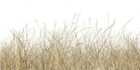grass isolated on white background