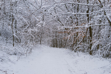 snowbound rural ground road among winter forest