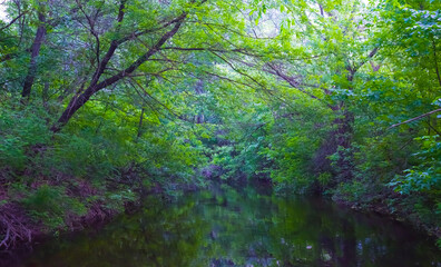 Fototapeta premium small lake among green spring forest glade