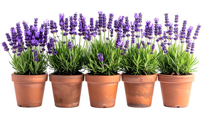 Five potted lavender plants in a row, with vibrant purple flowers and green foliage