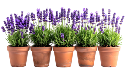 Five potted lavender plants in a row, with vibrant purple flowers and green foliage