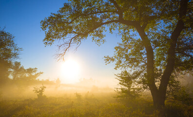 forest glade in dense mist in light of rising sun, early morning outdoor landscape © Yuriy Kulik