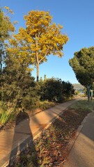 Sunlit autumn park path with trees and long shadows