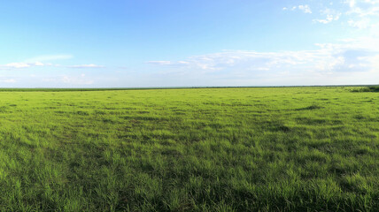 Obraz premium Meadow at daytime. Carbon net zero concept. Grass field