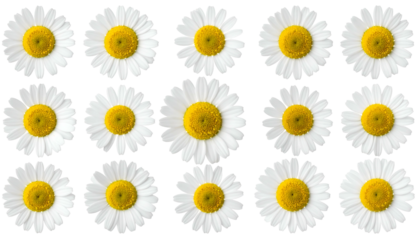 Arranged collection of white petaled daisies with yellow centers, against a black backdrop