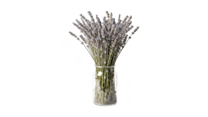 A bouquet of fresh lavender flowers in a vase isolated on transparent background