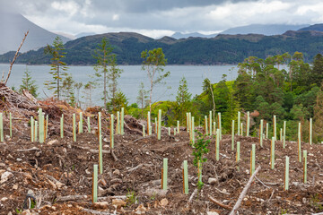 Tree saplings planted for reforestation overlooking Scottish loch