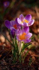 Purple flowers grow on the forest floor in springtime while sunlight shines on their petals and the surrounding ground