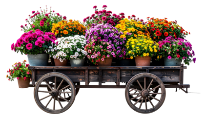 A wooden cart overflowing with colorful potted mums on a black background