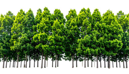 Row of vibrant, tall evergreen trees, foliage dense, trunks visible. Isolated on a transparent background
