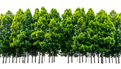 Row of vibrant, tall evergreen trees, foliage dense, trunks visible. Isolated on a transparent background