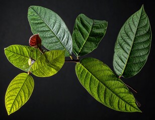 Close-up of a plant branch with several green leaves, contrasting with a dark backdrop; one reddish bud