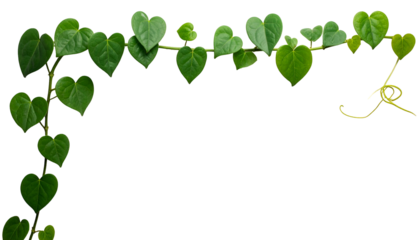 A vine of vibrant green, heart-shaped leaves cascades against a transparent backdrop