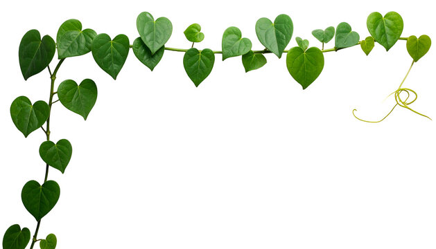 A vine of vibrant green, heart-shaped leaves cascades against a transparent backdrop