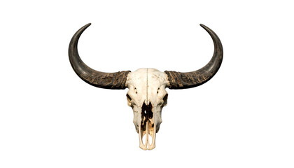 Obraz premium A skull with large, curved horns against a black background