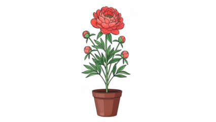 Large red peony flower in a brown ceramic pot, detailed garden floral illustration isolated on white