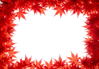 Vibrant red maple leaf border frame isolated on transparent background for decoration