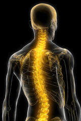 A detailed view of the human skeleton from behind, highlighting the spine and skull. The visual focuses on the vertebral column and its placement in relation to the head in a dark background.
