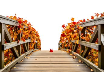 Autumn leaves scattered on a wooden bridge isolated on transparent background