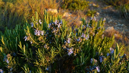 A close-up of a blooming rosemary shrub with delicate purple flowers and fragrant green leaves in a sunlit natural environment, highlighting its aromatic herb properties