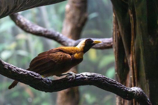 Red Bird of Paradise (Paradisaea rubra) - Found on the islands of Batanta and Waigeo, Indonesia