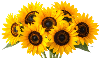 A vibrant bouquet of sunflowers, with bright yellow petals and dark brown centers, against black