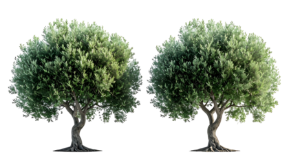 Two mature trees with dense green foliage, isolated on a black background