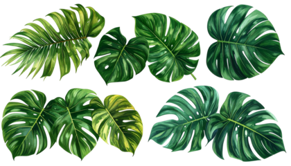 Digitally rendered collection of lush, green tropical monstera leaves on a black background