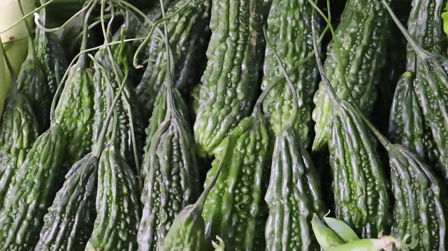 Closeup of bumpy green bitter gourds hanging