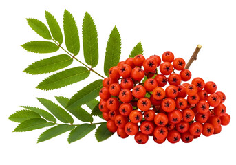 Vibrant rowan berries with green leaves isolated on transparent background