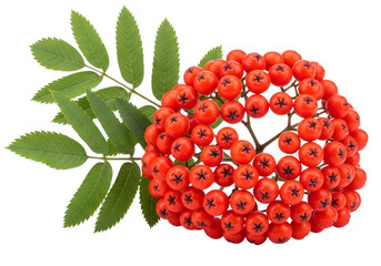Vibrant rowan berries with green leaves isolated on transparent background