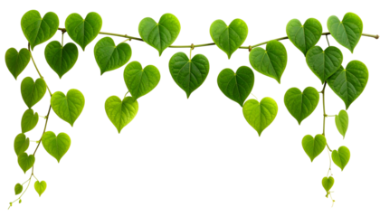 Heart-shaped leaves of a vine cascade downwards, vibrant green against a black background