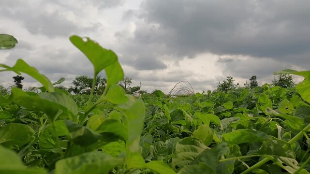 green grass and sky, Java, Indonesia, South East Asia