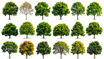 A grid of 18 different leafy trees with varying shapes, sizes, and colors