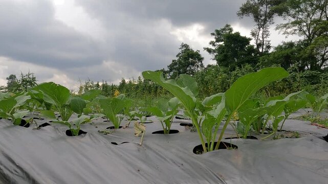 green vegetables and blue sky, Java, Indonesia, South East Asia