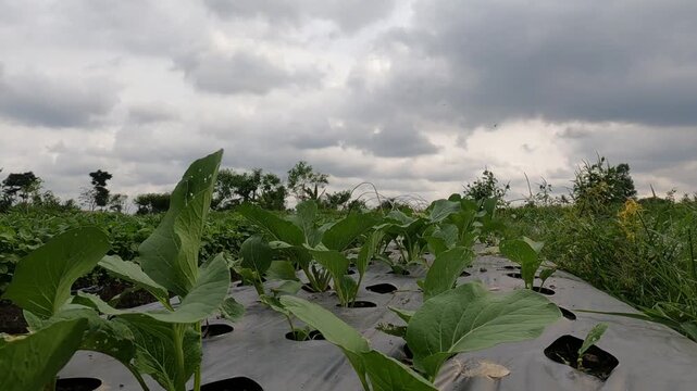 cabbage field in the spring, Java, Indonesia, South East Asia