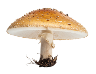 Spotted mushroom. Cream stem, gills. Black background