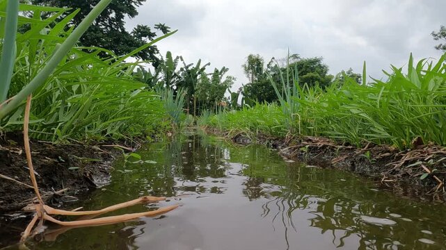 rice field in bali, Indonesia, South East Asia