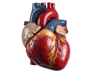 Heart model showing valves, veins, and arteries