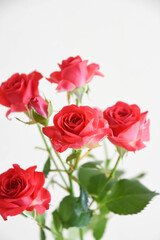 Obraz premium スプレーばら