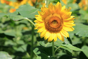 満開のヒマワリ