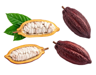 Cut cocoa pods and leaves arranged on a dark background