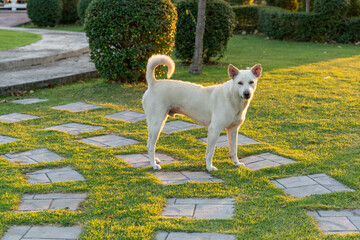A white dog is standing on the green grass in a beautiful garden.