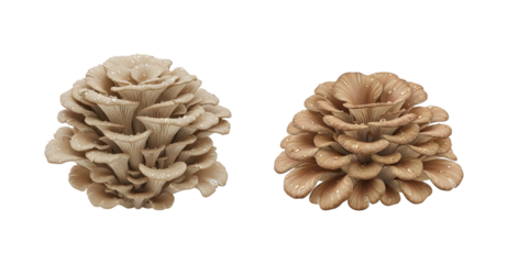 Two clusters of fresh brown oyster mushrooms isolated on white background, ideal for gourmet culinary presentation