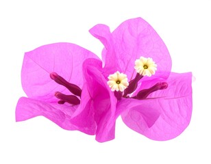 Close-up of a vibrant pink bougainvillea bloom, delicate petals on display, tiny yellow flowers, isolated on white