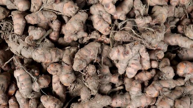 Closeup of earthy turmeric root heap