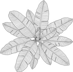Hand Drawn Banana Plant Leaves Top View Vector Outline Illustration Tropical Botanical Foliage Sketch © Kafi