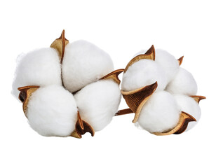 Fluffy white cotton bolls with their protective natural brown husks isolated on black isolated on transparent background