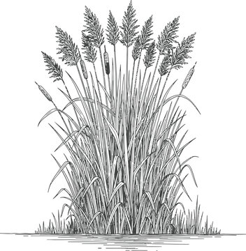 Hand Drawn Black and White Vector Sketch of Swamp Reeds Cattails and Marsh Grasses Vintage Engraving Style