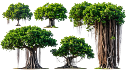 Diverse collection of isolated, lush green trees with intricate root systems and dangling aerial roots